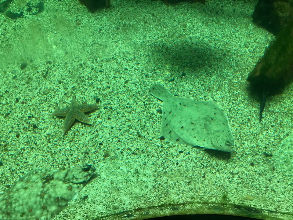 Vereinigtes Königreich - Huntly - Die Fische gseh us aus würde si uf dr Site lige 