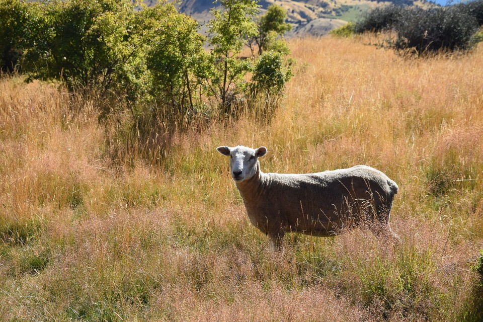 Neuseeland - Wanaka - 