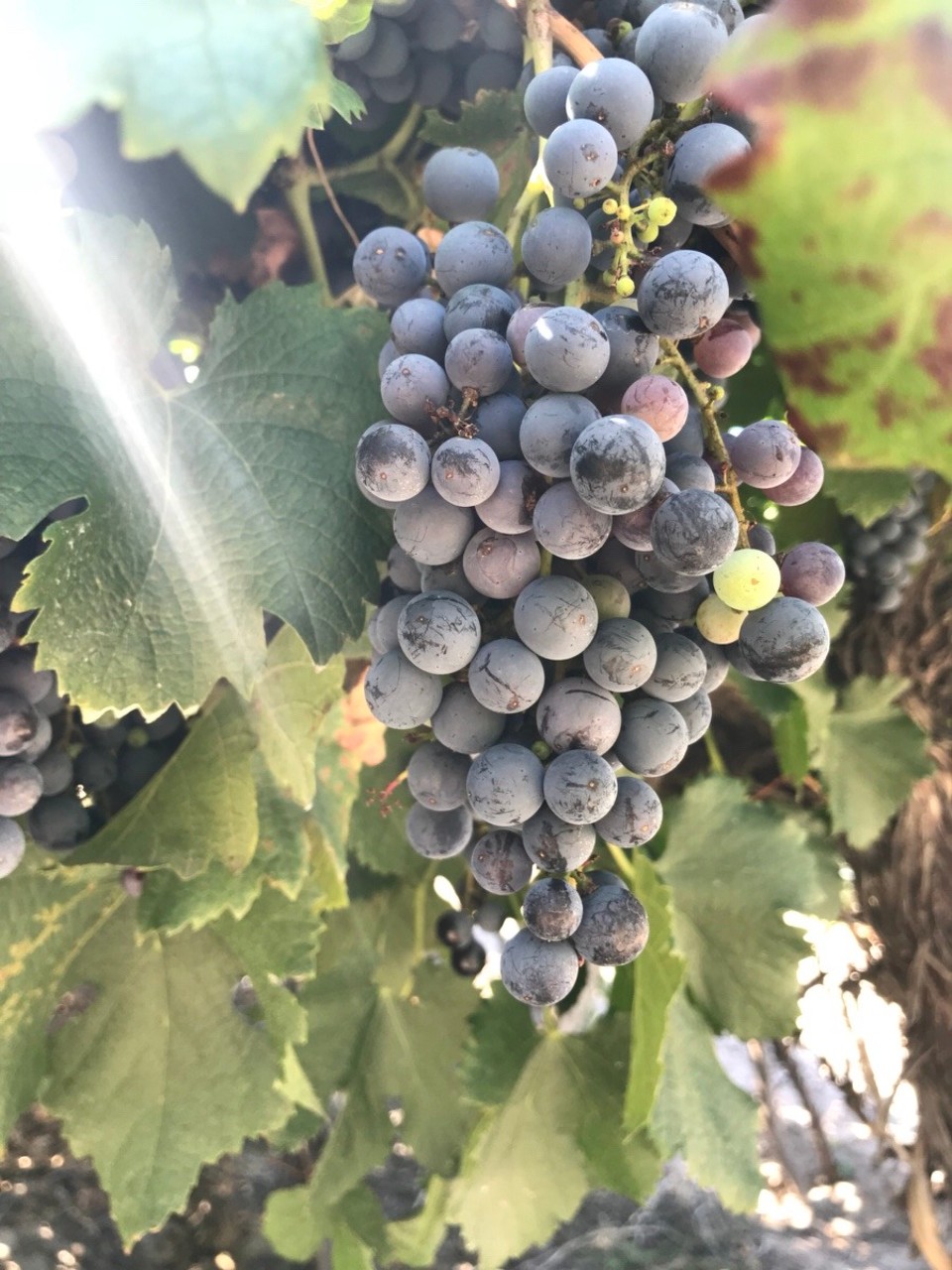 Argentinien - Luján - Auf der Finca gab es Merlot und Malbec Trauben. Das hier sind Merlot Trauben. 