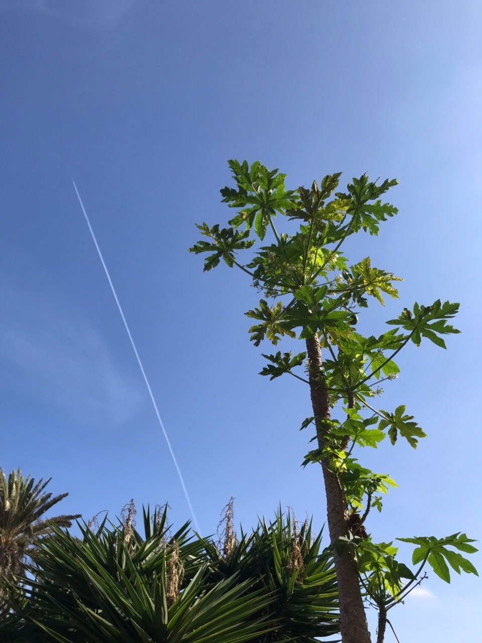 Spanien - La Oliva - Die Papayas brauchen noch eine ganze Weile...
