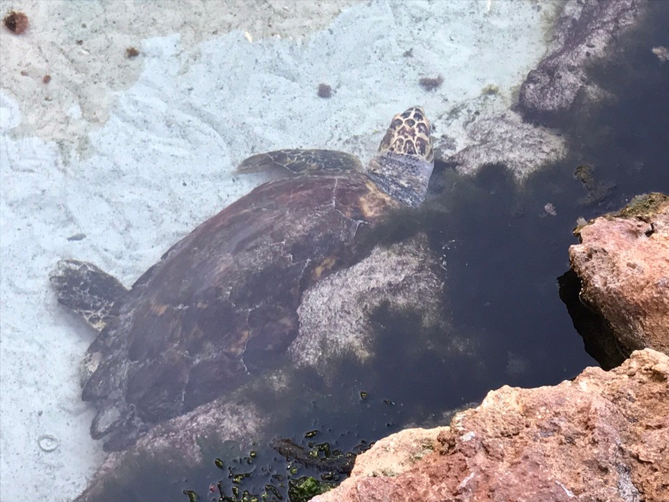 Bahamas - Nassau - 