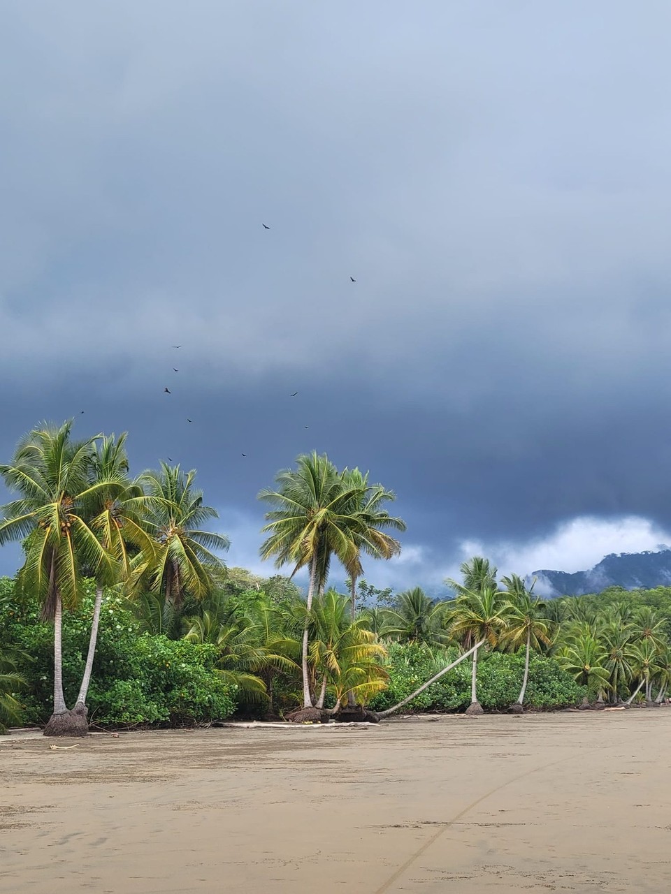 Costa Rica - Osa - Rechtzeitig vor dem Regen haben wir uns dann auf den Rückweg gemacht ☔️ …