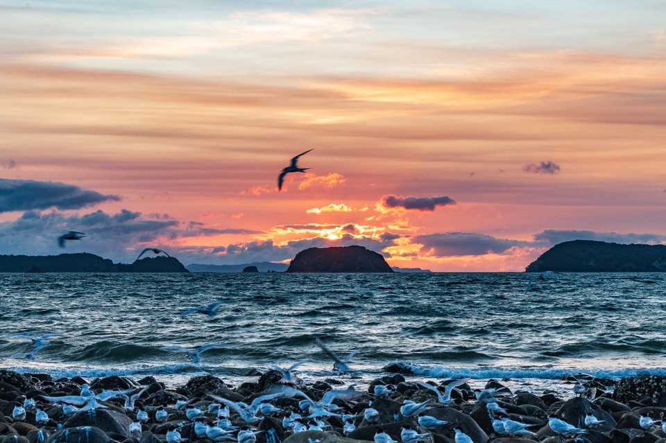 Neuseeland - Amodeo Bay - 