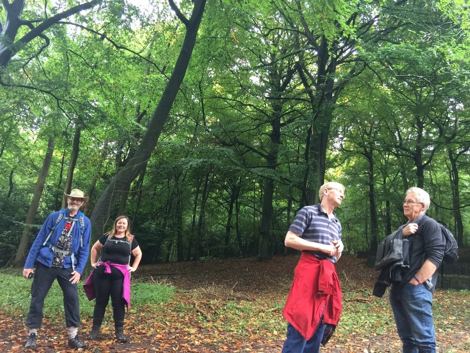 United Kingdom - Marlow - Chiltern Hills Walk, Beechwood Trees