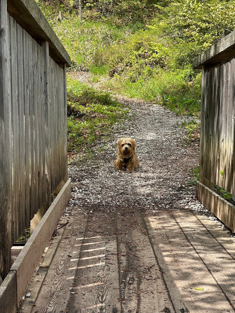 Österreich - Scharnitz - 