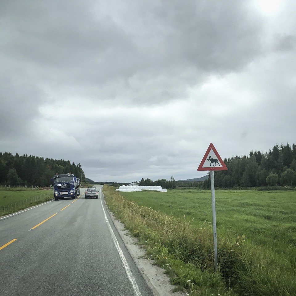 Norwegen - Salsnes - So viel wird vor ihnen gewarnt, aber noch nie haben wir sie gesehen: Elche.