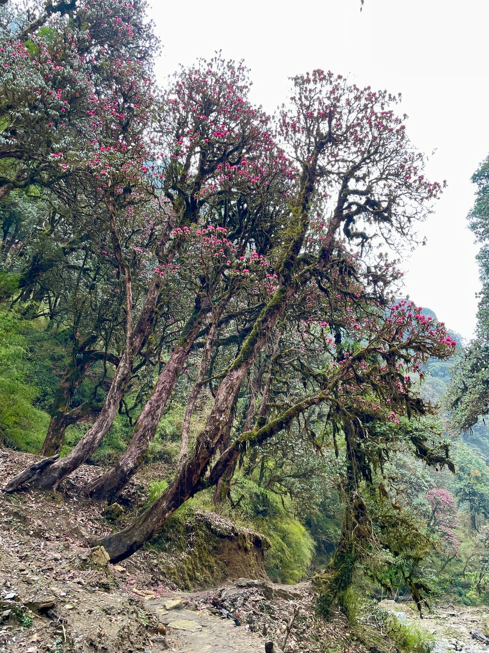 Nepal -  - 