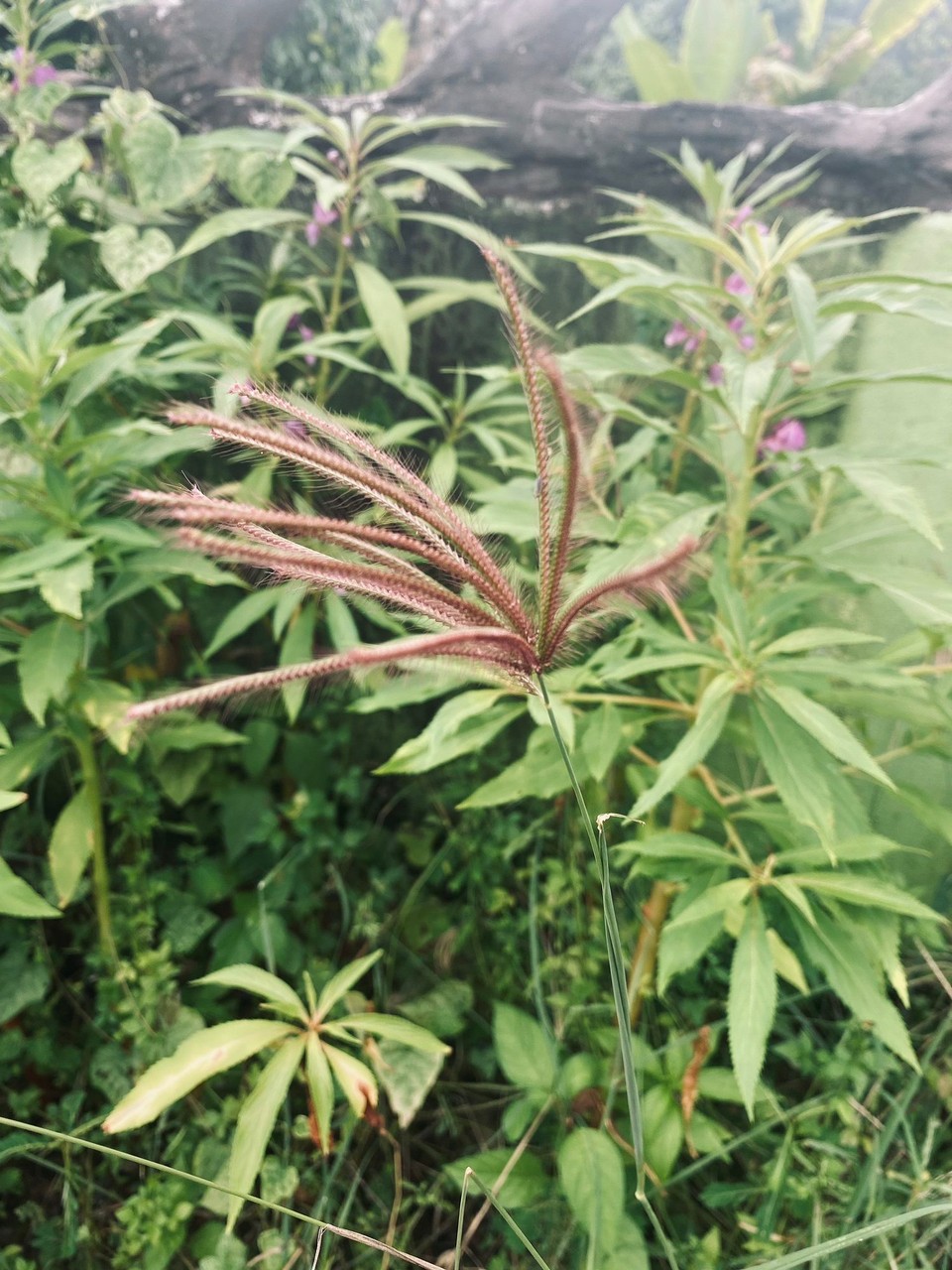 Thailand - Surat Thani - Flora