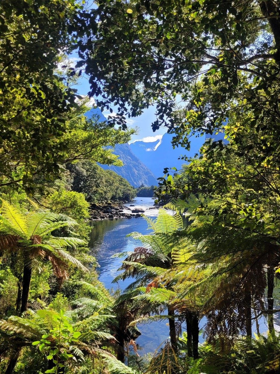 Neuseeland - Milford Sound - 