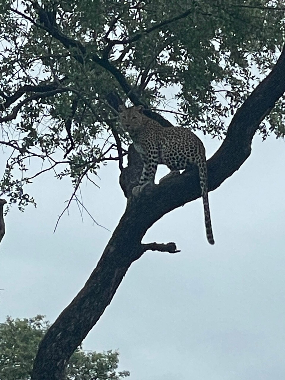 Südafrika - Sabie Park - 