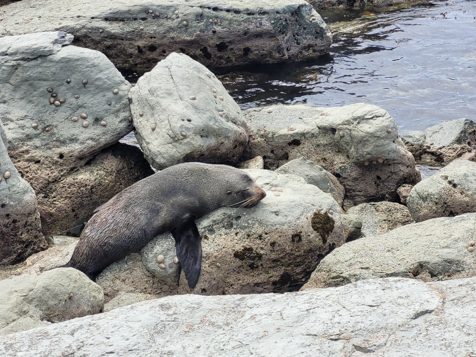 Neuseeland - Kaikoura - 