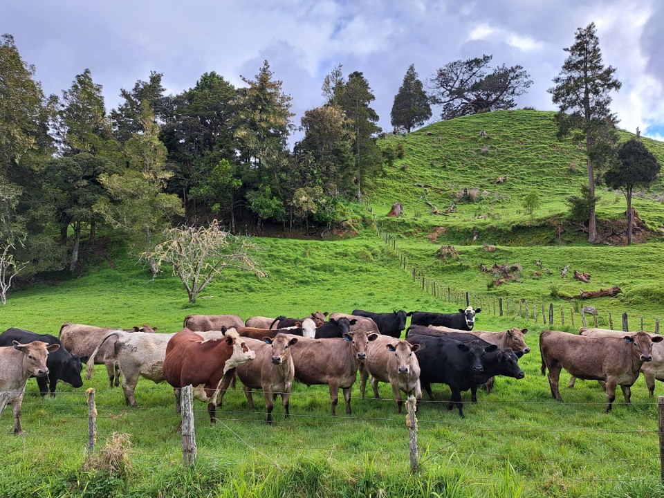 Neuseeland - Mangamuka - Immer wieder mal Bullenherden 