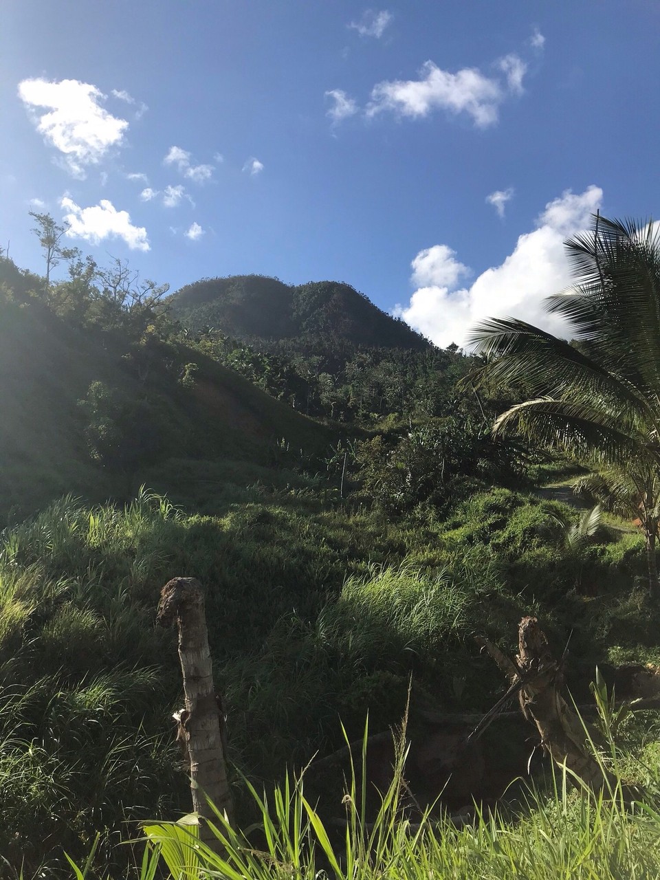 Dominica -  - 