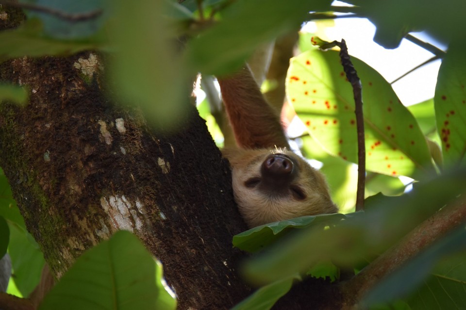 Costa Rica - Talamanca - Da hat keiner Lust auf viel Bewegung, wir sollen viele Grüße an Felix ausrichten, von seinen Kumpels...