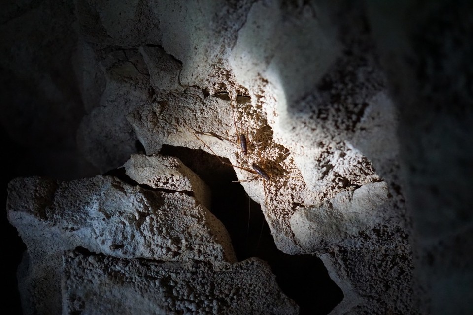 Neuseeland - Waitomo-Distrikt - 