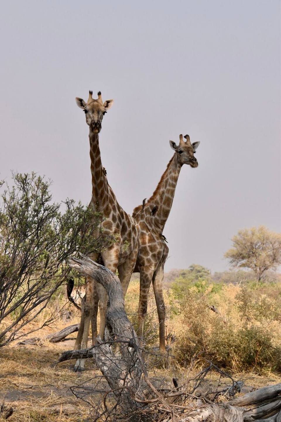 Botsuana -  - Und natürlich ein paar Giraffen.
Ok, dachten wir wenigstens ein paar Tiere.
Was uns heute überraschen sollte, davon hatten wir noch keine Ahnung.