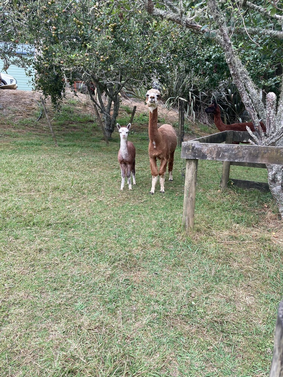 Neuseeland - Hikurangi - Meine Mitfahrgelegenheit hat Bekannte in der Nähe und setzt mich dort erstmal ab 😀