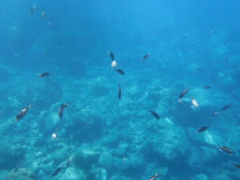 Dominica -  - 