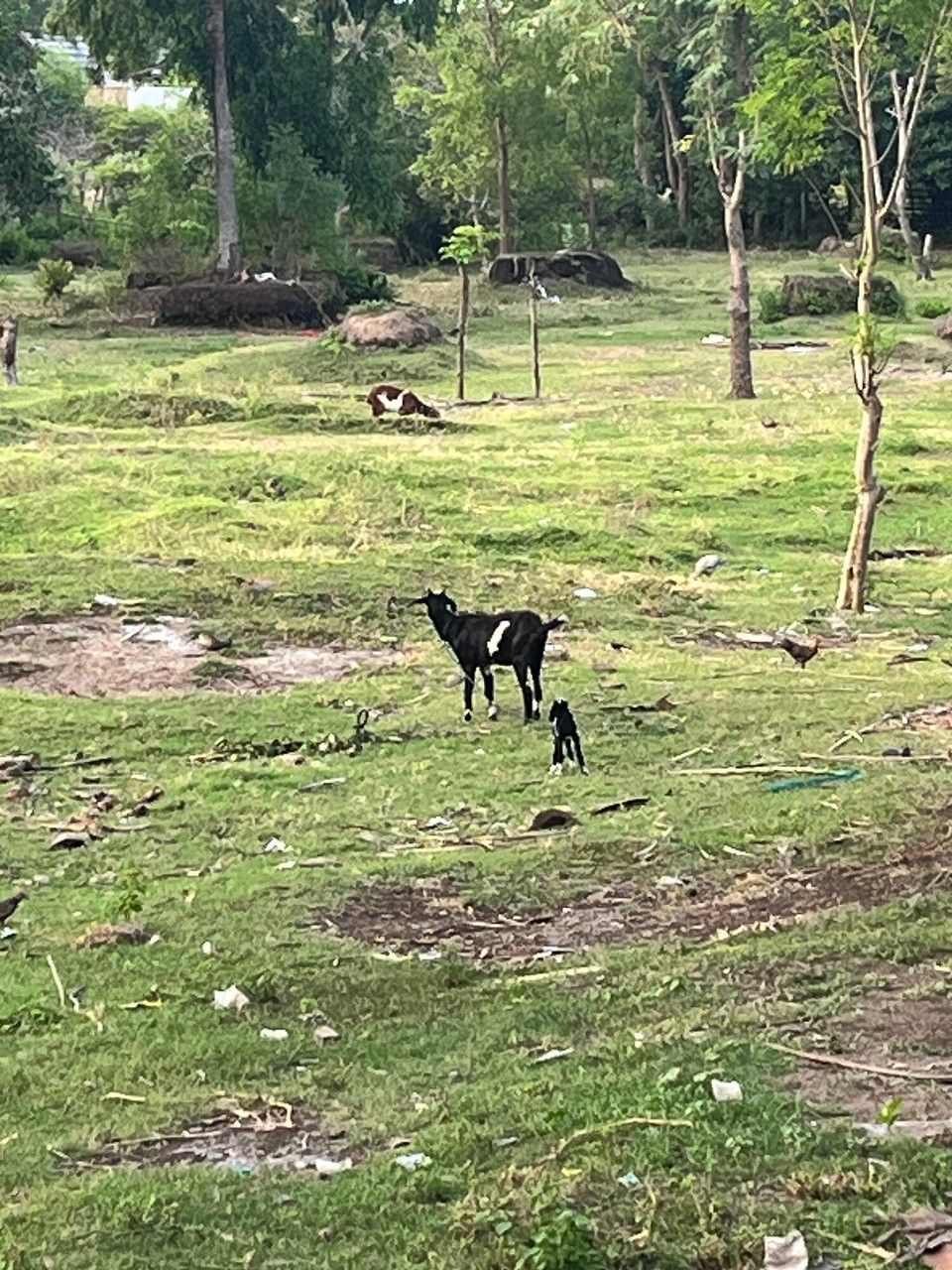 Indonesia - Kabupaten Lombok Utara -  Fucking gist an it’s baby 
