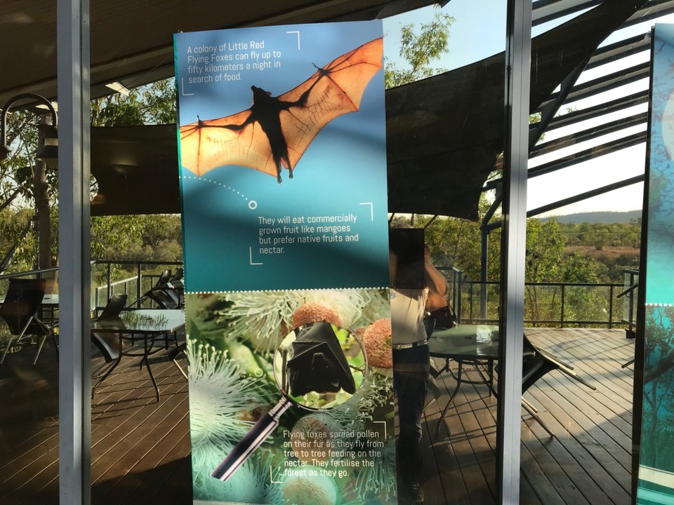 Australien - Nitmiluk - Bäume voll mit fliegenden Füchsen