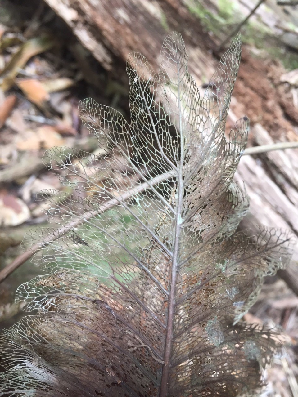  - Australia, Crater Lakes National Park - 