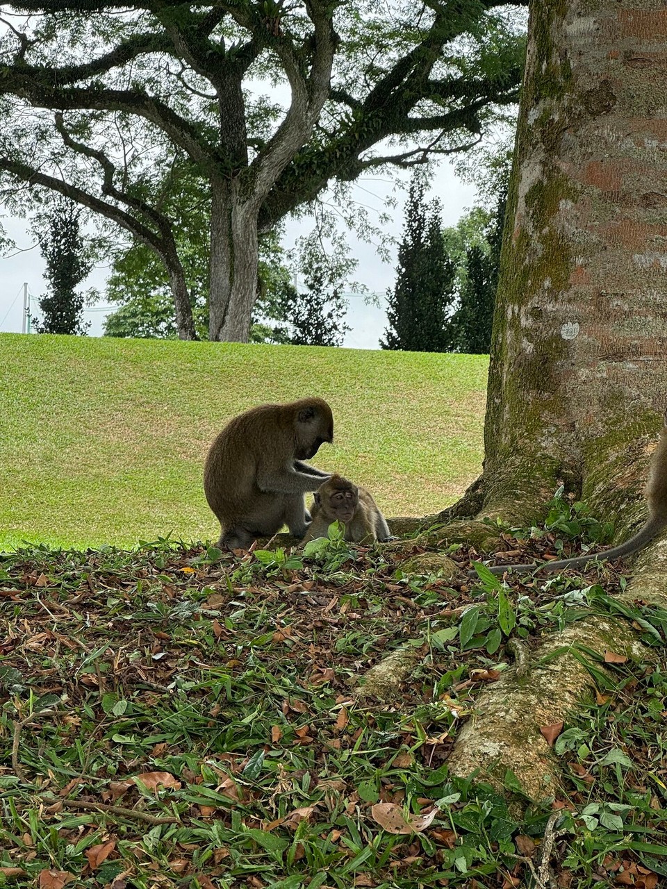 Singapur - Singapur - 