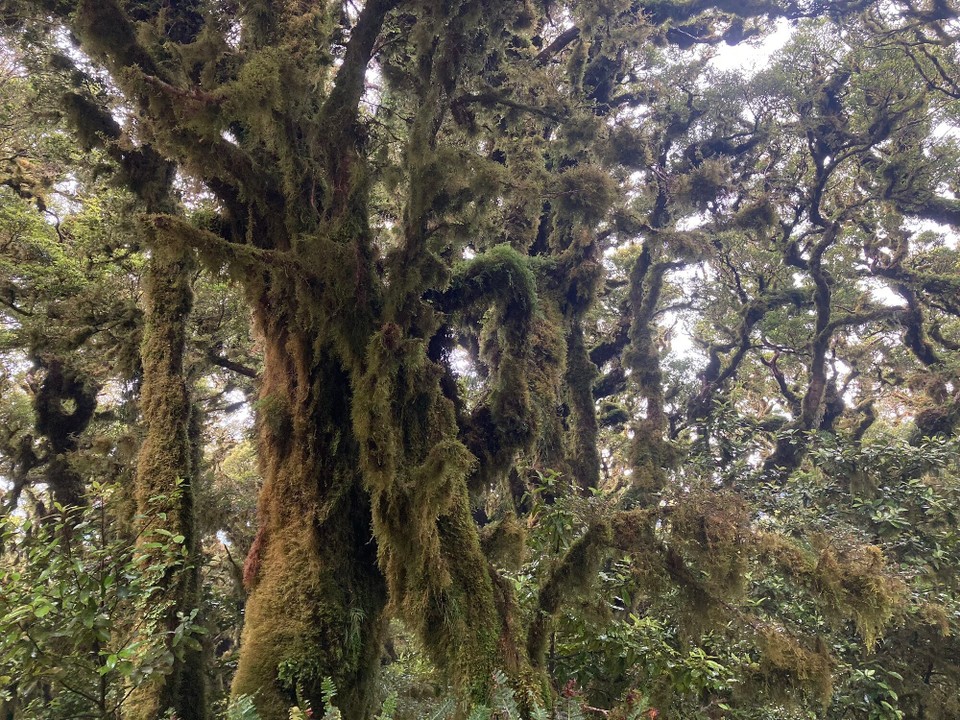 Neuseeland - Upper Hutt - Da bekommt Baumwolle doch eine ganz neue Bedeutung 😂🤪