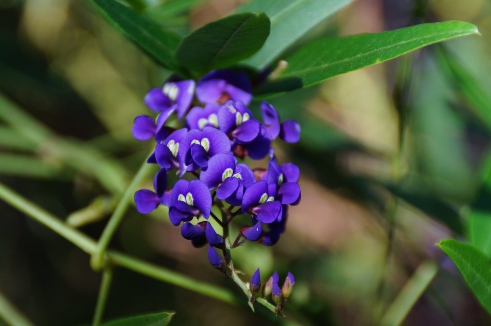 Australien - Yanchep - 