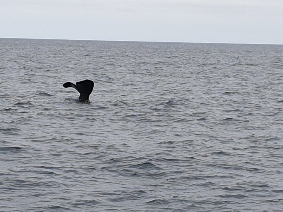 Neuseeland - Kaikoura - 