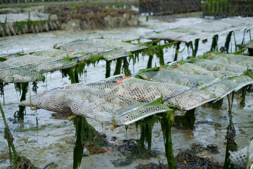 Frankreich - Cancale - In diesen Käfigen wachsen die Austern bis sie geerntet werden. Bei Flut sind die Käfige unter Wasser.