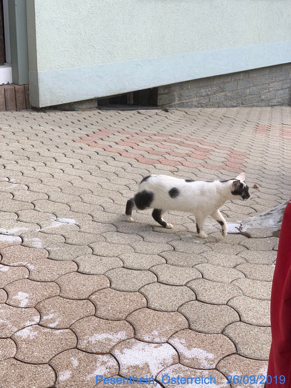 Österreich - Villach - Bei der Hofkatze ist aber eine Menge reingerutscht. 