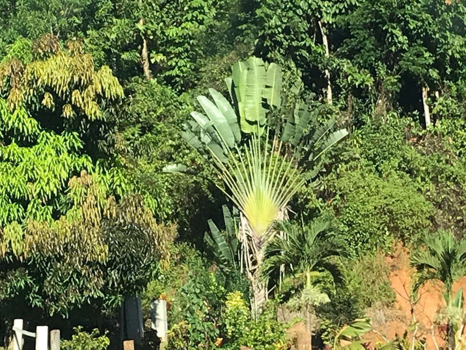 Dominica -  - 