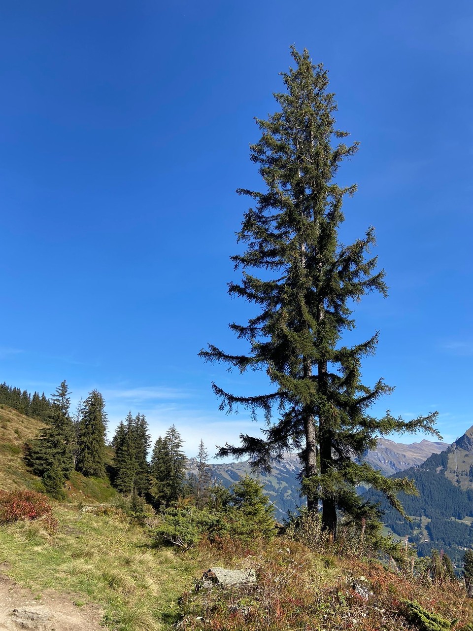 Schweiz - Mürren - 