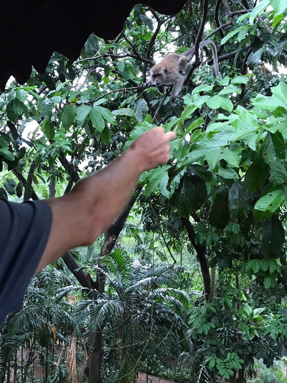 Malaysia - Kuala Lumpur - J feeding the monkeys