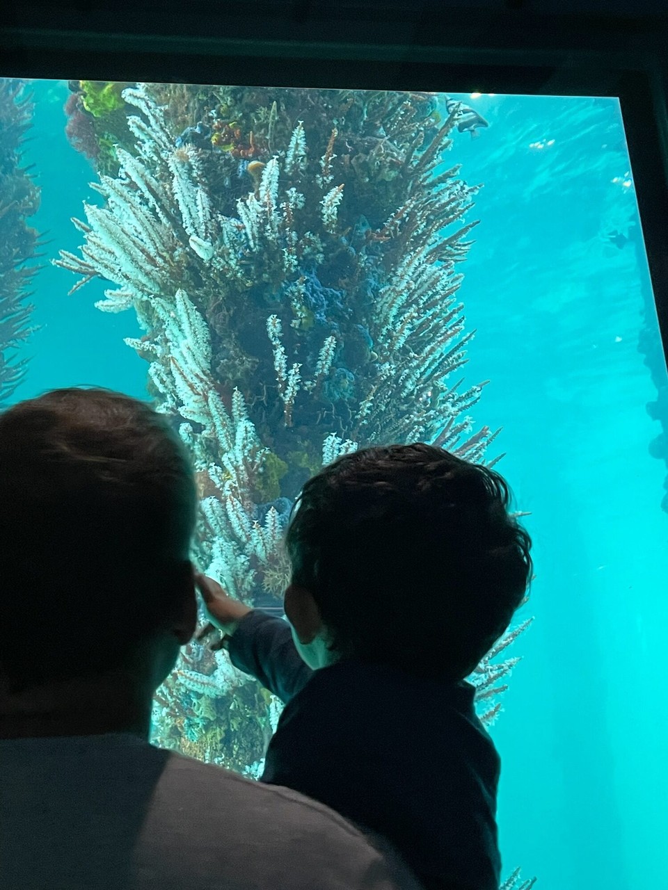 Australien - Busselton - Dort ging es dann ins Unterwasseraquarium.
