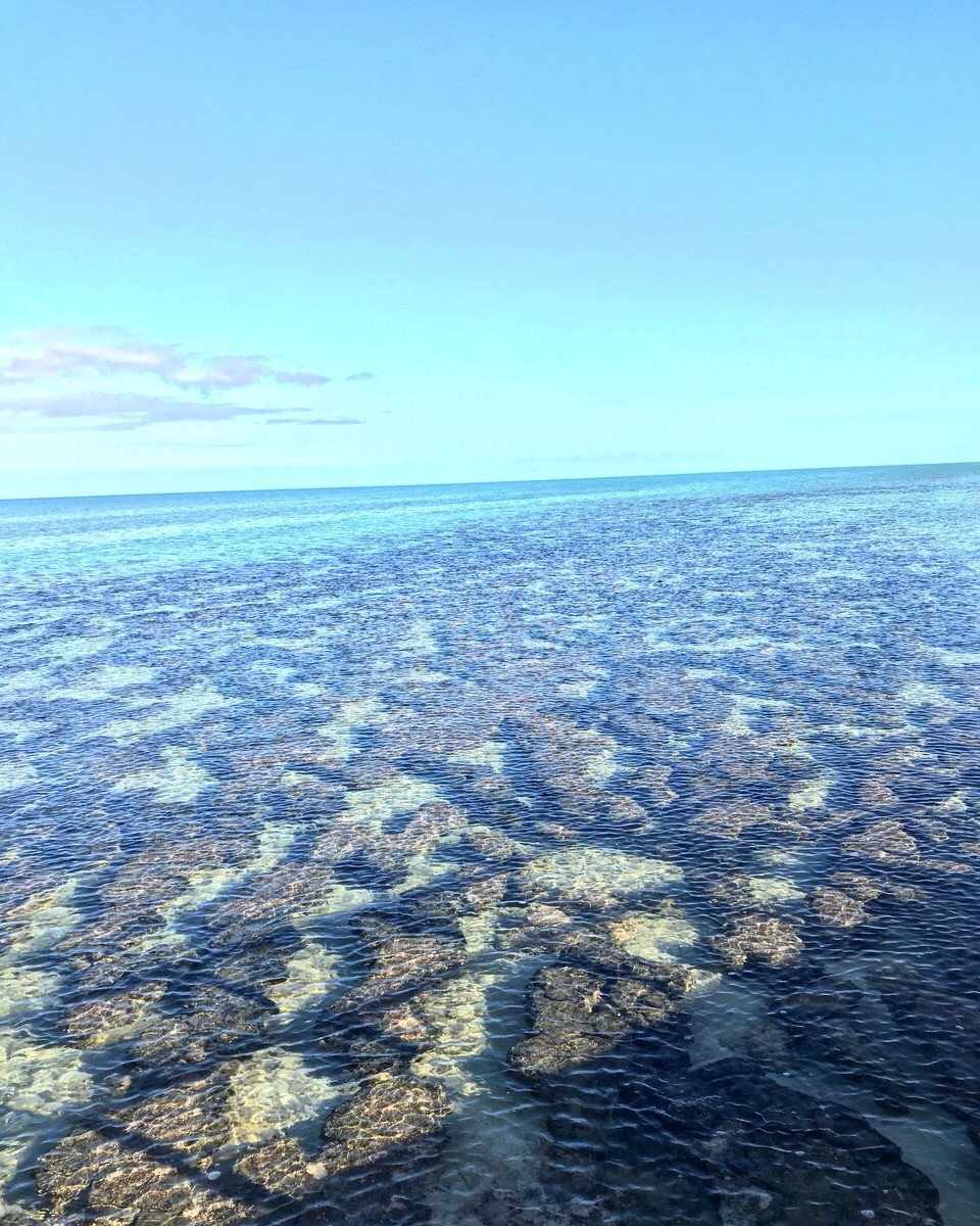Australien -  - -> Day 4

Hamelin Pool Stromatolites