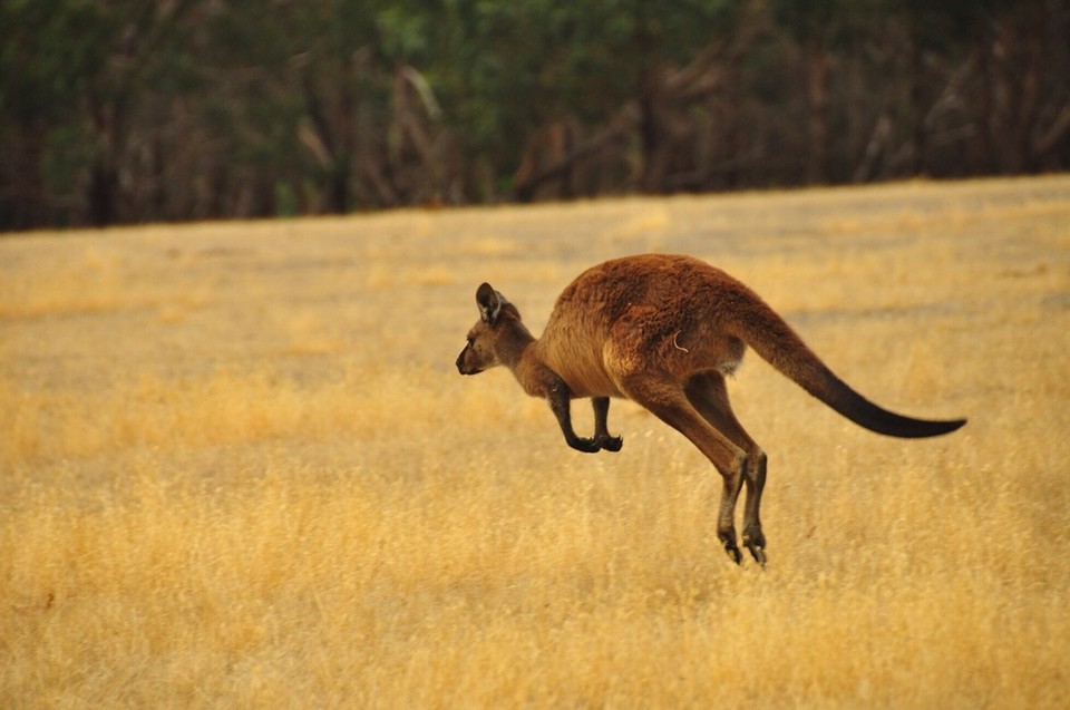 Australien -  - 