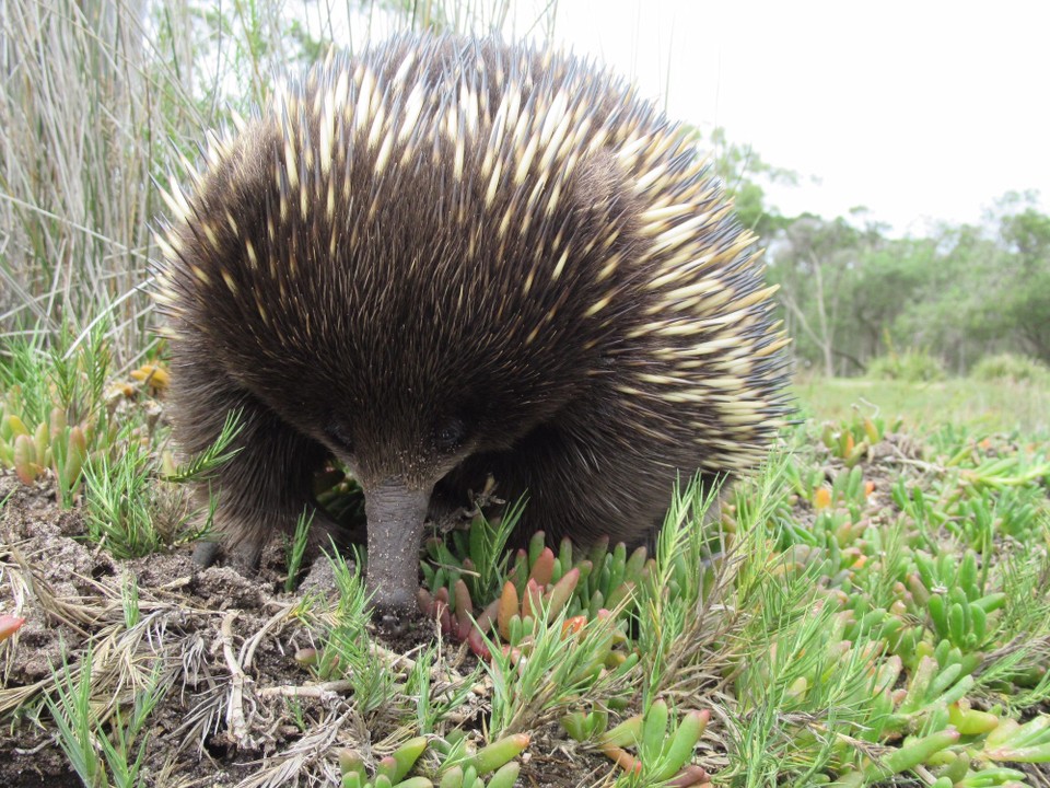 Australien - Raymond Island - Zutraulicher verfressener Ameiseniel