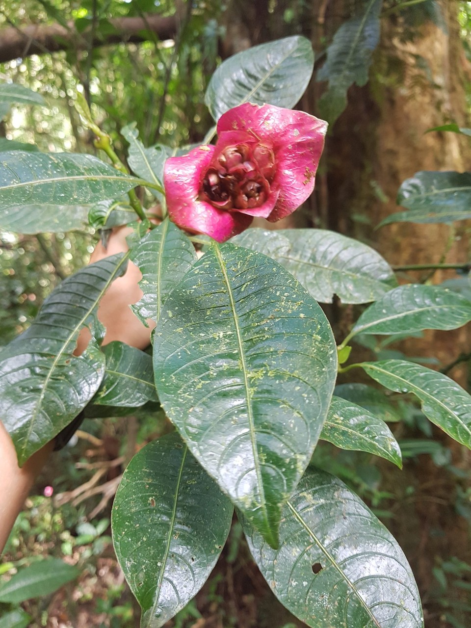 Costa Rica - unbekannt - Una planta muy especial: Los labios de mujer (Frauenlippen)