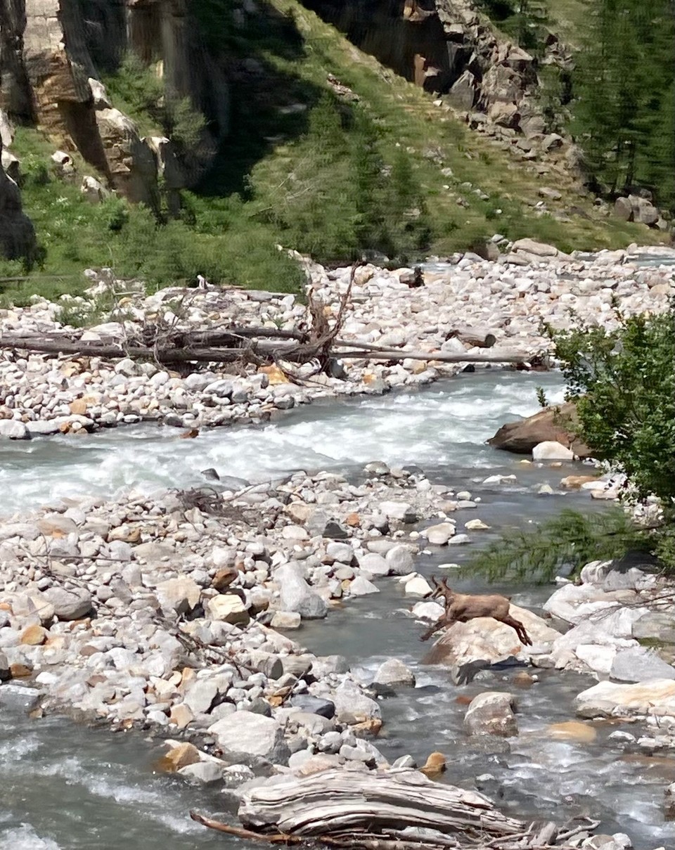 Italien - Cogne - Gams-Begegnung 