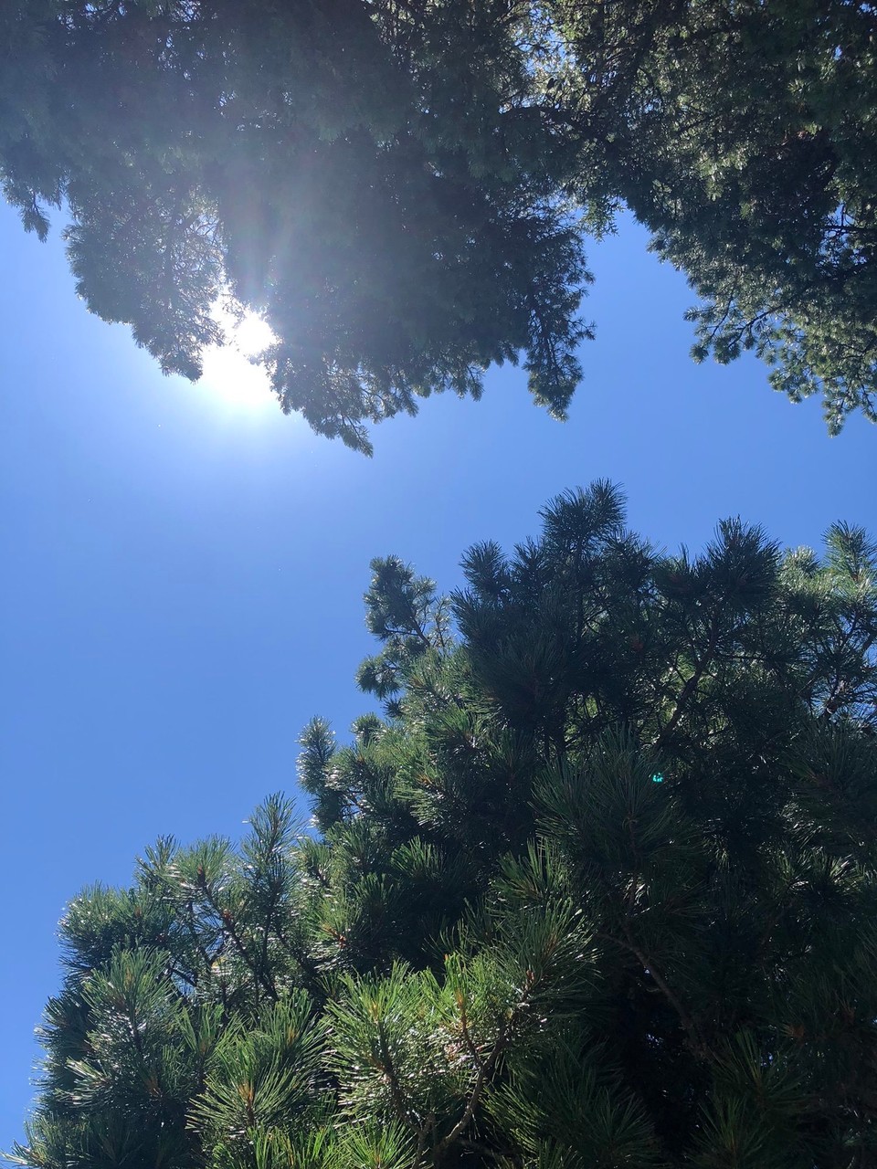 Schweiz - St. Moritz - Schattige Plätzchen herrlich!