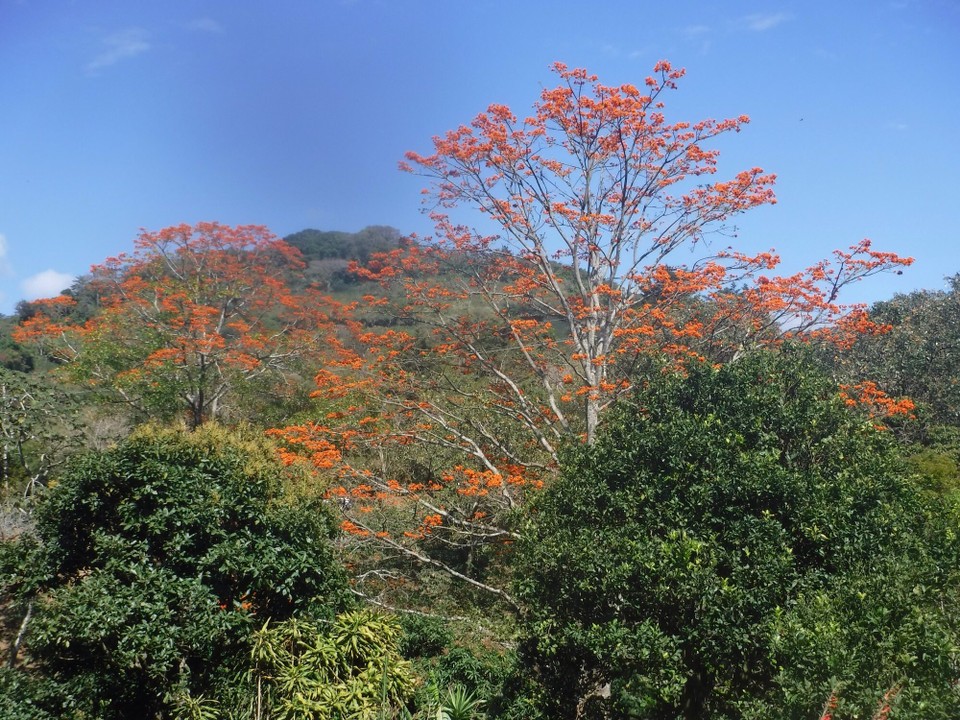 Costa Rica -  - 