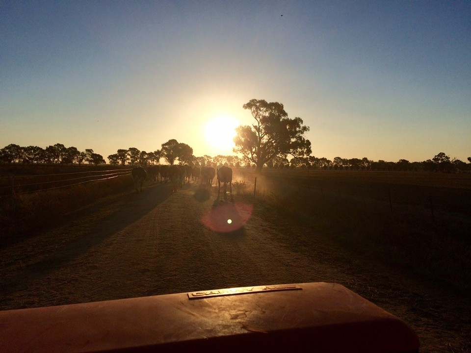  - Australia, Finley 2713 - Moving cattle in the sunset. 