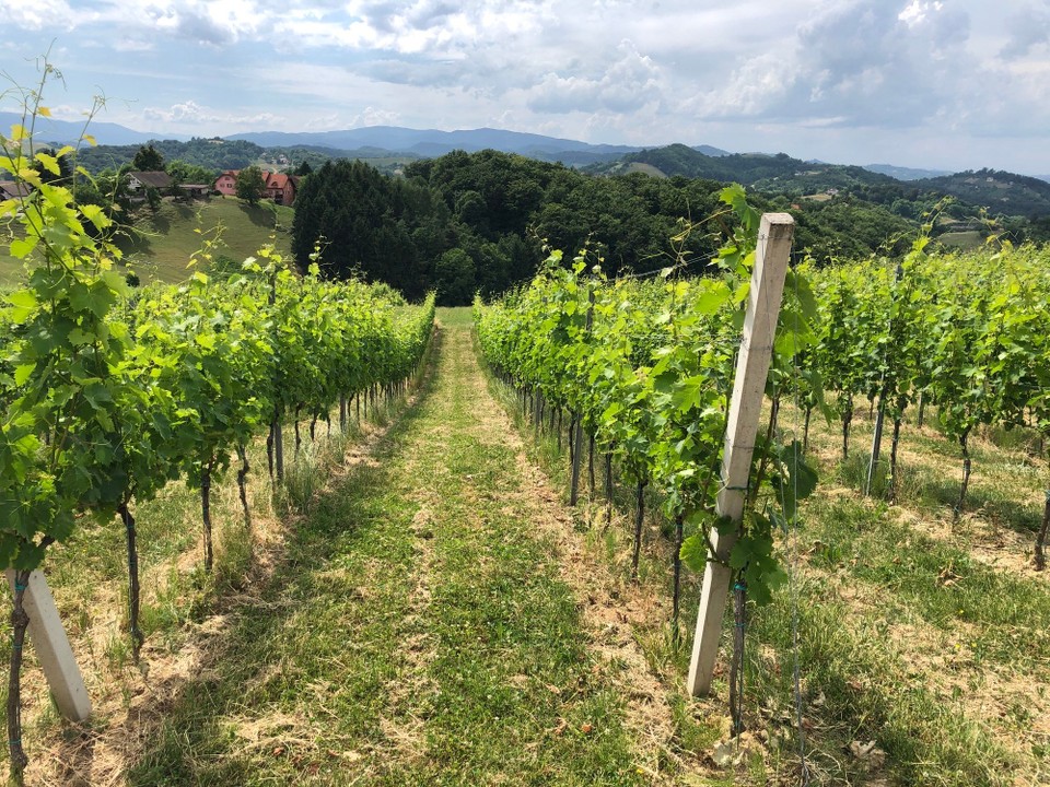 Slowenien - Marburg - Weinbau um Maribor