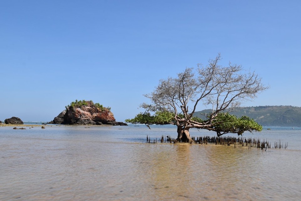 Indonesien - Kabupaten Lombok Tengah - In der Bucht stand eine einsame Mangrove, sah irgendwie wundersam und doch schön aus.