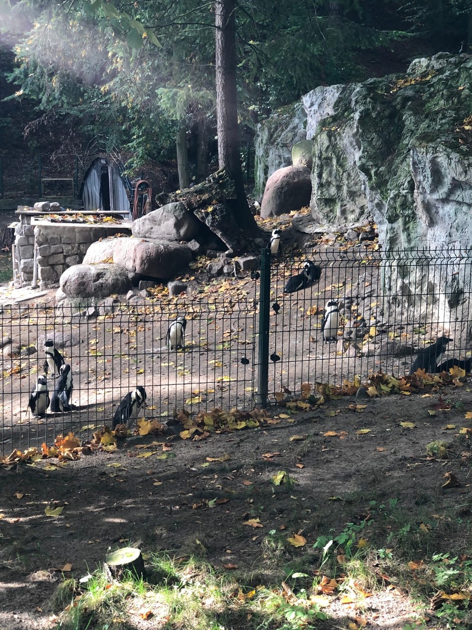Poland - Gdańsk - Penguins