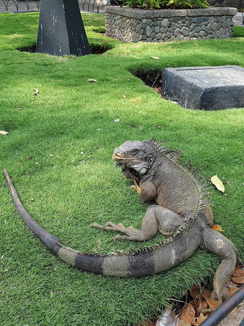 Ecuador - Guayaquil - So much like a dinosaur