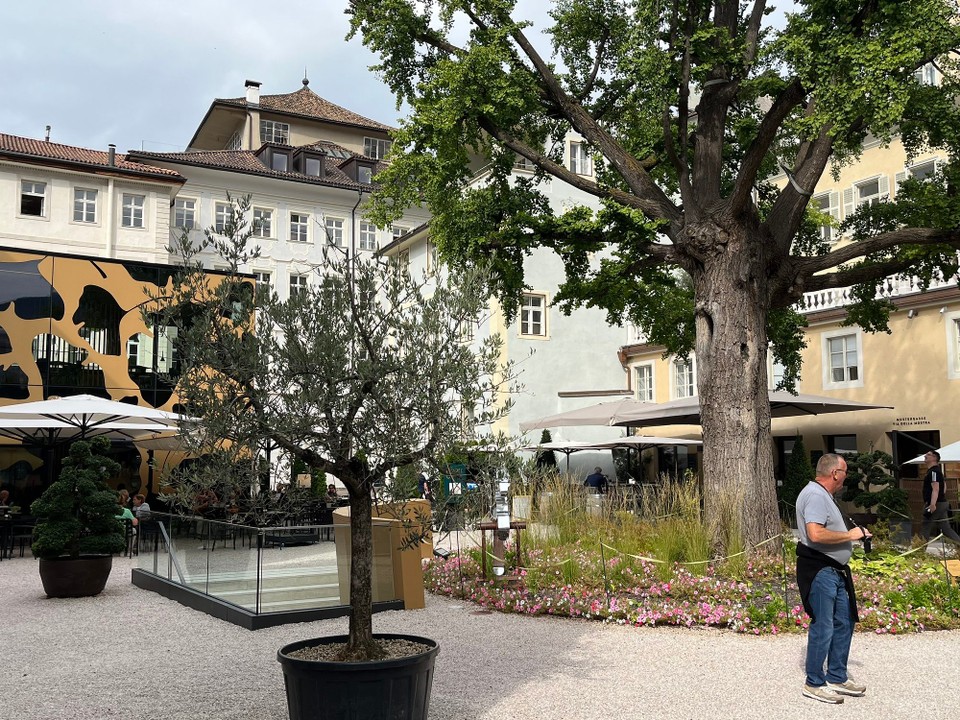 Italien - Ritten - Gingebaum von Sissi