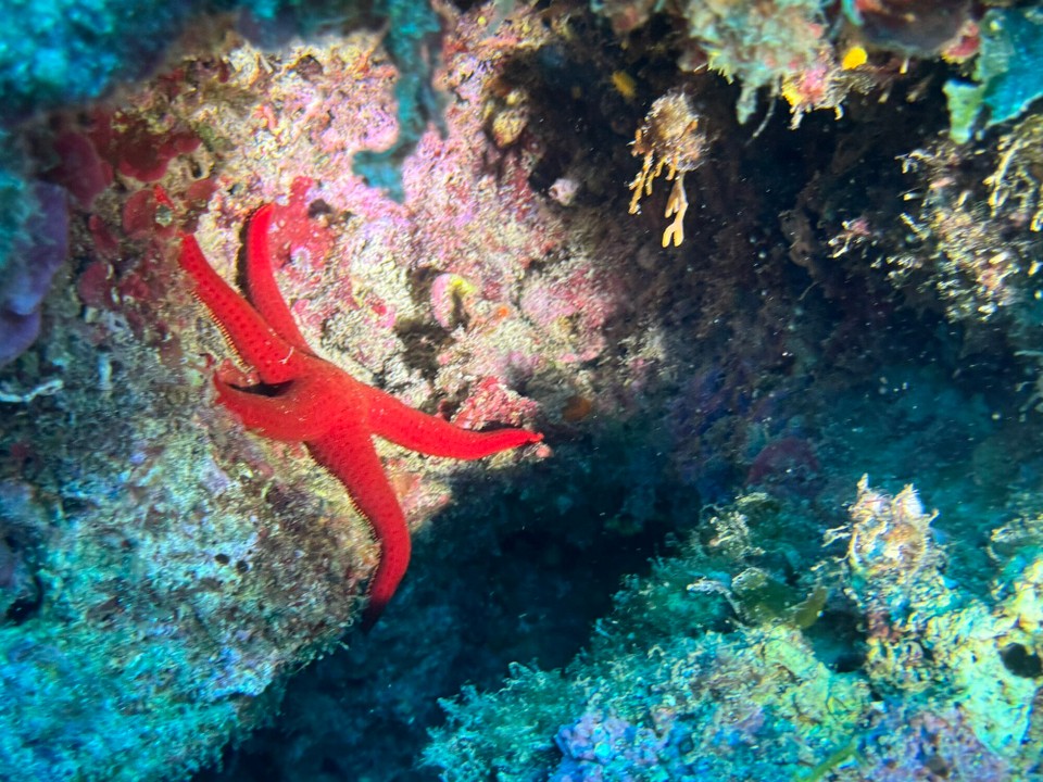 Italien - Porto Azzurro - 