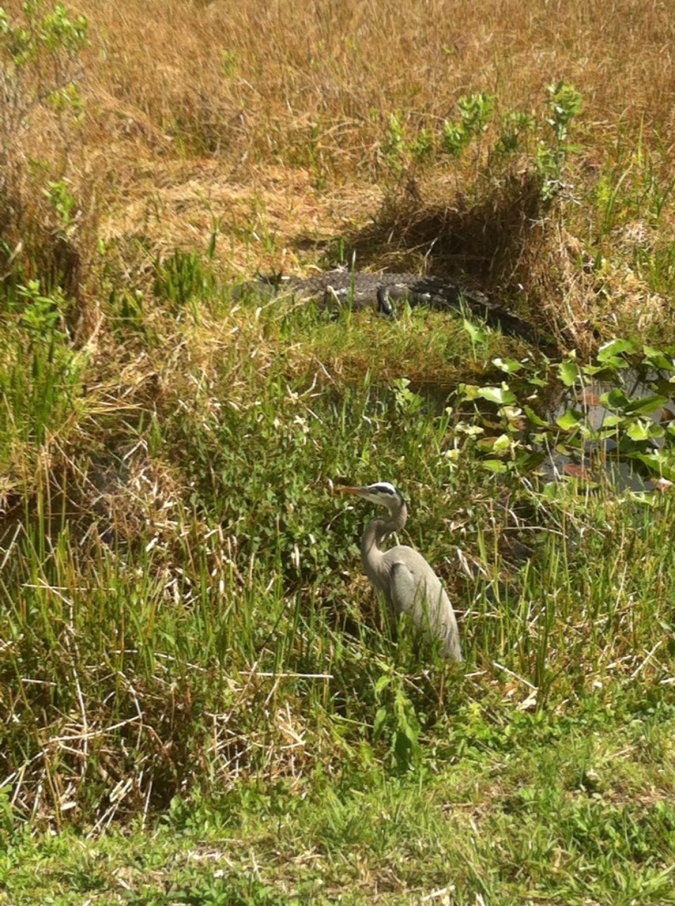 Egyesült Államok - Homestead - 